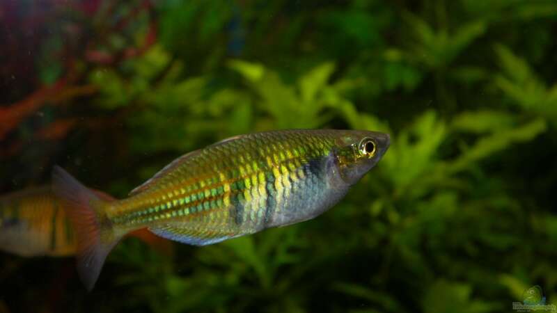 Regenbogenfisch-Weibchen, ist gar nicht einfach, Fische richtig zu fotografieren von Susanne Schmohl (41)
