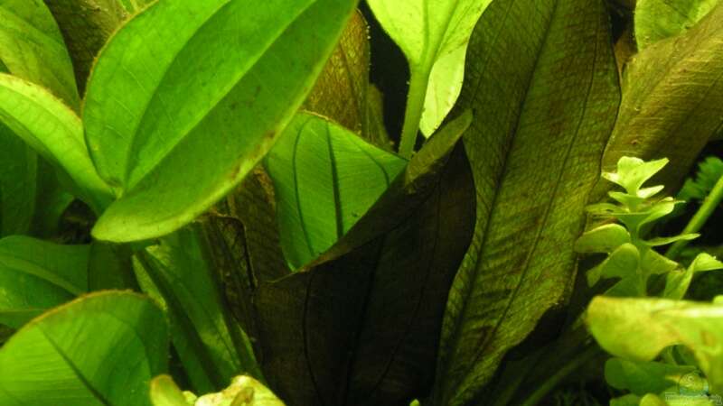 Echinodorus Dschungelstar Nr. 2 - Schwertpflanze ´Kleiner Bär´ von Peggy (7)