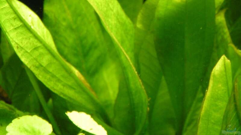 Echinodorus grisebachii Bleherae - Grosse Amazonas - Schwertpflanze von Peggy (5)