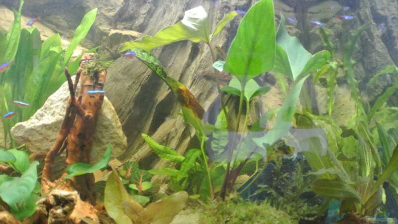 Pflanzen im Aquarium Südamerika Zwergbuntbarsche von Alsi (48)