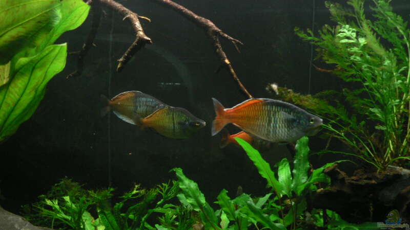 Harlekin-Regenbogenfische von Zapfenmanderl (6)