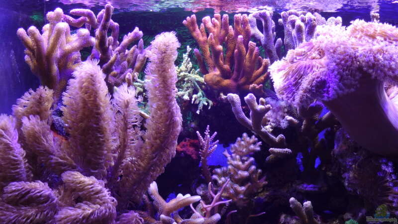 Die Steinkorallen Seite von Seewasserpanscher (23)