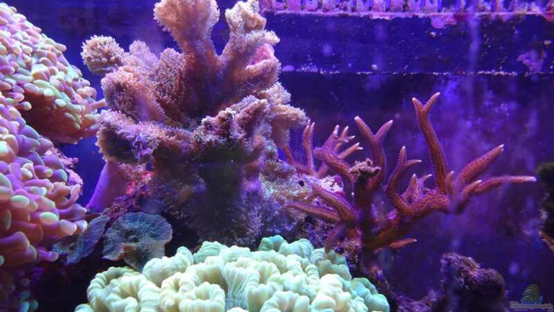 Korallen an der Oberfläche von Seewasserpanscher (26)