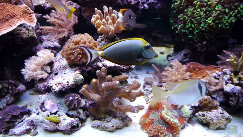 Besatz im Aquarium Meerwasseraquarium von Enrico (15)