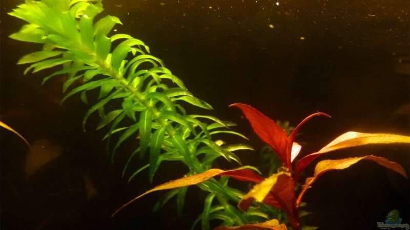 Pflanzen im Aquarium Mein Juwel aus Rio von _ME_ (10)