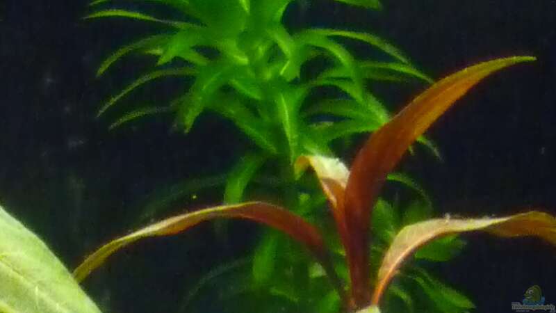 Pflanzen im Aquarium Mein Juwel aus Rio von _ME_ (11)