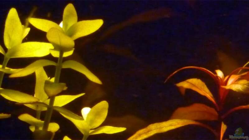 Pflanzen im Aquarium Mein Juwel aus Rio von _ME_ (8)