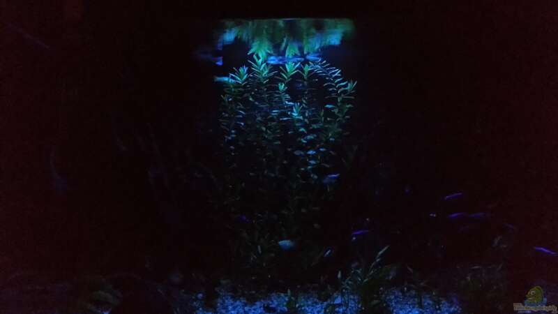 Das ganze Becken bei Nacht von Der Dreiäugige Goldfisch (2)