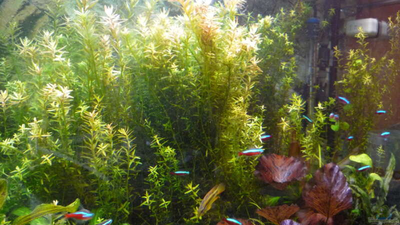 Pflanzen im Aquarium Gesellschaftsbecken von Ralf Kottmeier (17)