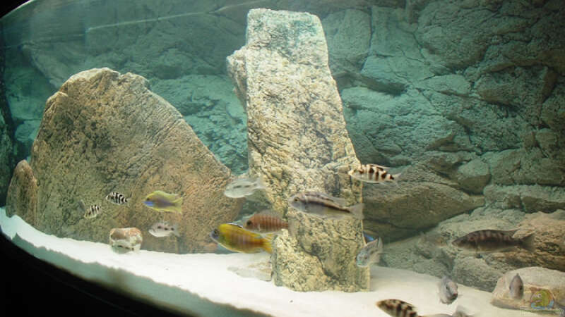 Dekoration im Aquarium Becken 2583 von Marco Camillo (3)