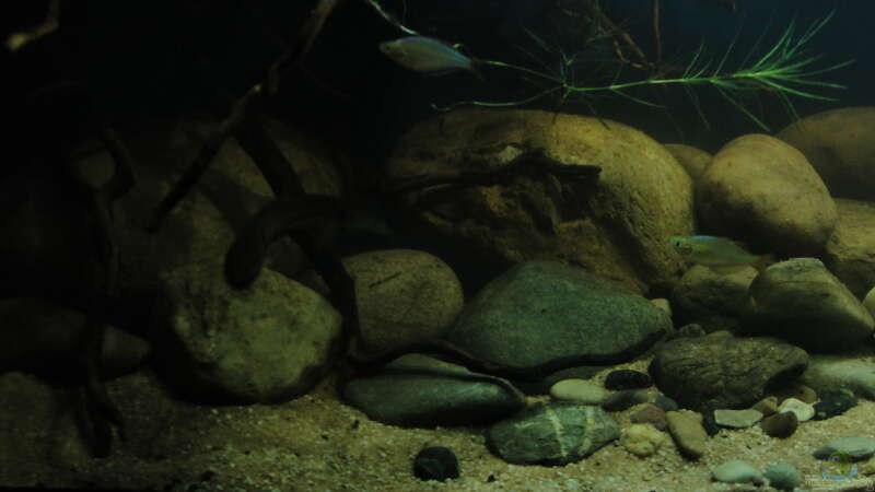 Dekoration im Aquarium Mamberamo River von Laura (22)