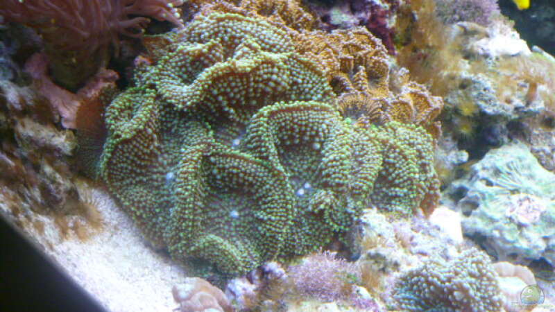 Pflanzen im Aquarium Becken 25974 von Michael Jünger (8)