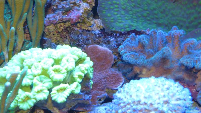 Korallenmix von Leni13 (7)