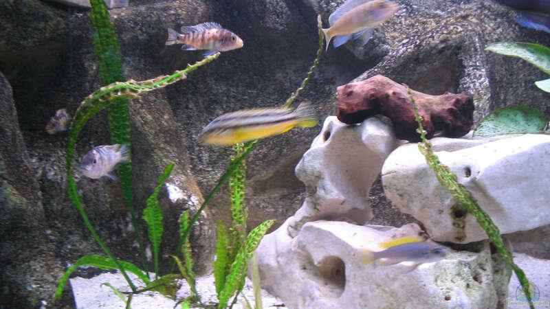 Dekoration im Aquarium Becken 260 von Rodney Kolbusa (3)