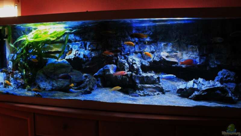 Aquarium Malawitraum ( Umdekoriert ) von Frank Hopp (18)
