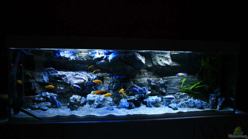 Aquarium Malawitraum ( Umdekoriert ) von Frank Hopp (31)