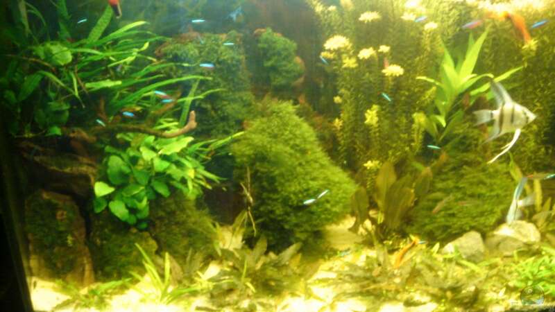Pflanzen im Aquarium Becken 26009 von Sascha Quell (2)