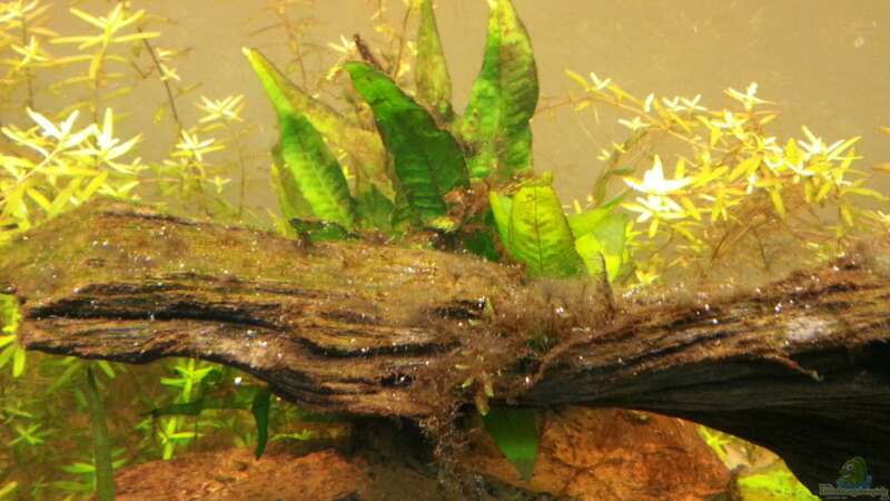 Pflanzen im Aquarium Mittelamerika Meeki Becken von Der Dreiäugige Goldfisch (10)