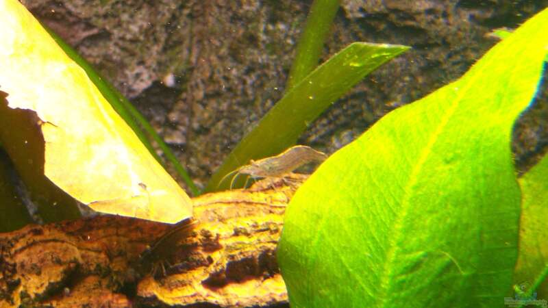 Garnelen im Aquarium halten (Garnelen-Becken)  - Garneleaquarium
