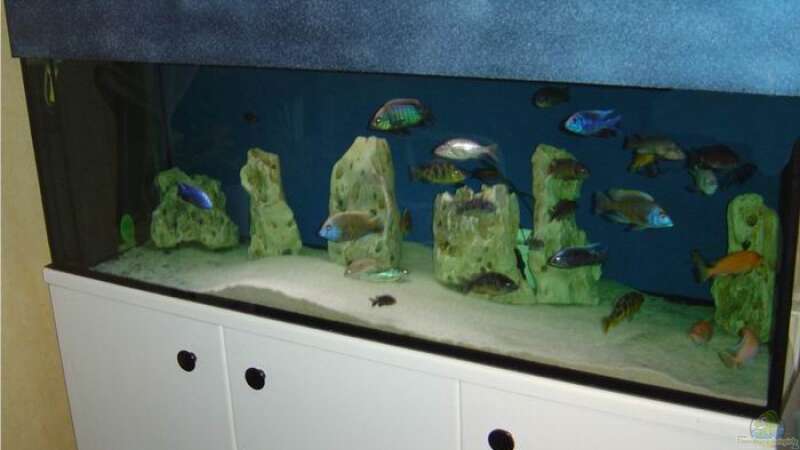 Aquarium Hauptansicht von Becken 262 von Sabine Scheil (1)