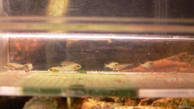 Nachwuchs (9Stck.) Mix aus Placidochromis electra & Placidochromis phenochilus lupingu von prerow (23)