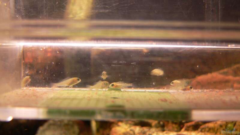 Nachwuchs (9Stck.) Mix aus Placidochromis electra & Placidochromis phenochilus lupingu von prerow (25)