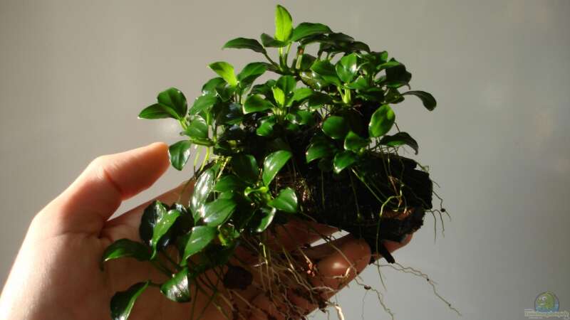 Anubias nana bonsai vor dem Einsetzen von cantiga (11)