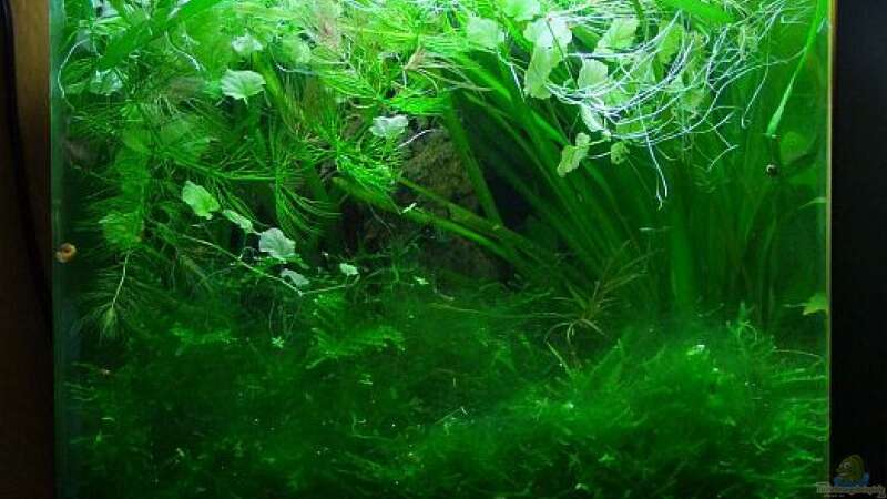 Mit Algen. Naja, Dschungel eben :-) Und ja, es ist Absicht, dass der Wasserspiegel von Denise83 (4)