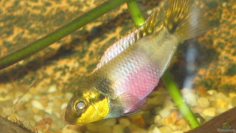 Pelvicachromis humilis Weibchen von Michael Kamrath (11)