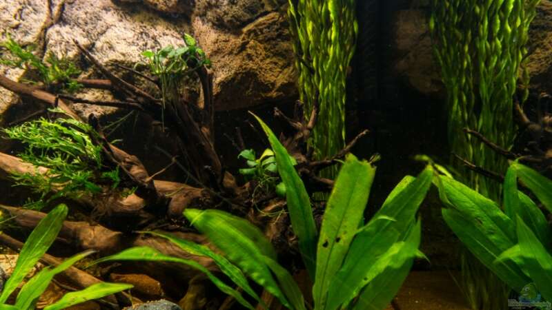Pflanzen im Aquarium Chichlidius Tank von GoreSlayer (23)