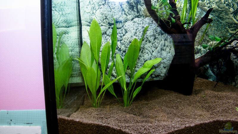Pflanzen im Aquarium Chichlidius Tank von GoreSlayer (26)