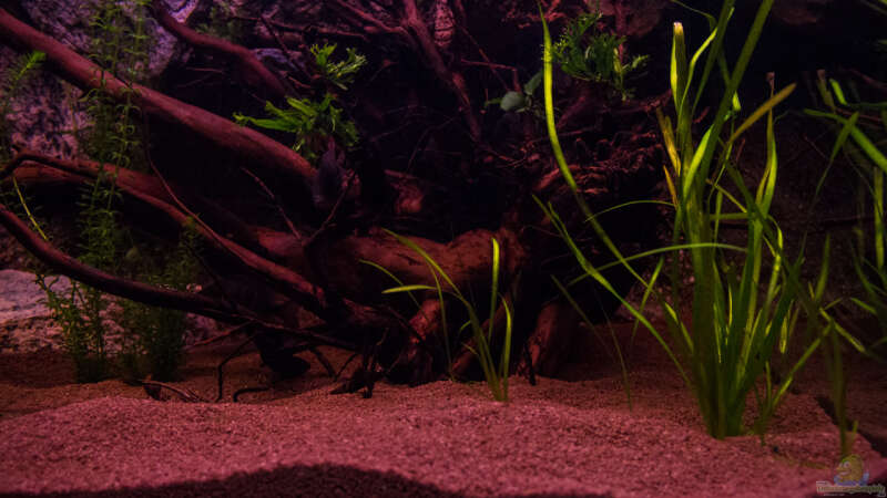 Pflanzen im Aquarium Chichlidius Tank von GoreSlayer (28)