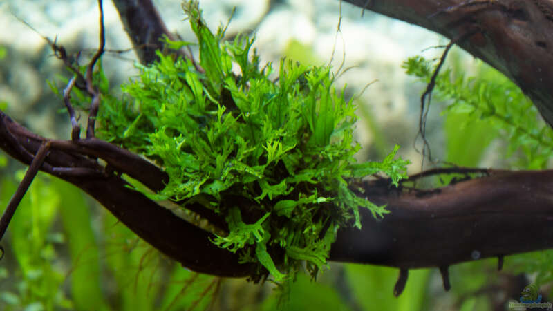 Pflanzen im Aquarium Chichlidius Tank von GoreSlayer (29)