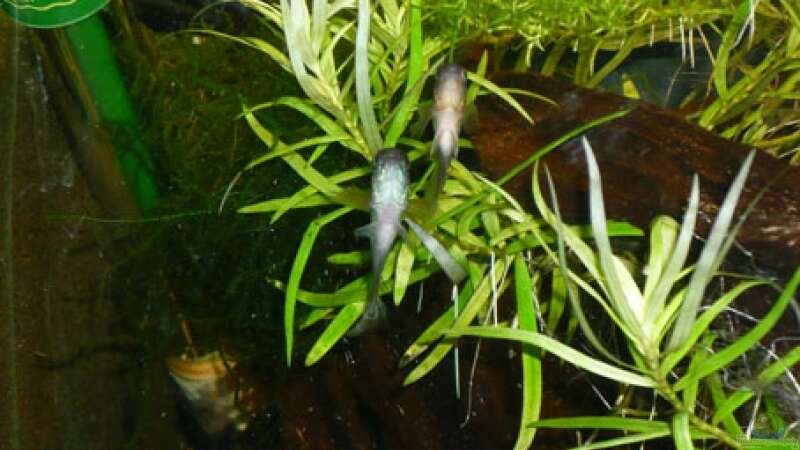 Besatz im Aquarium Nanacara anomala von Cichlid Power (17)