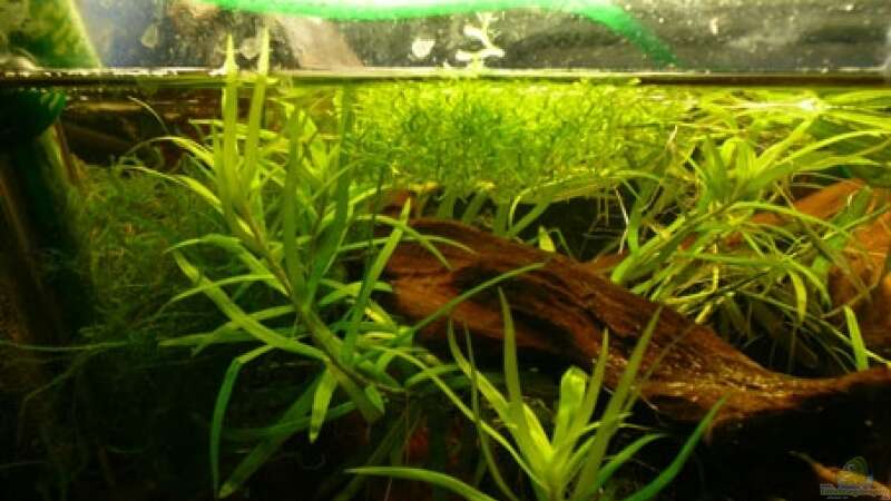 Pflanzen im Aquarium Nanacara anomala von Cichlid Power (5)