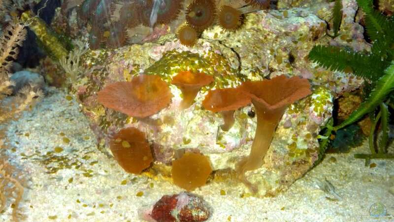 Besatz im Aquarium Dennerle Nano Marinus 30l von KingTritonBS (5)