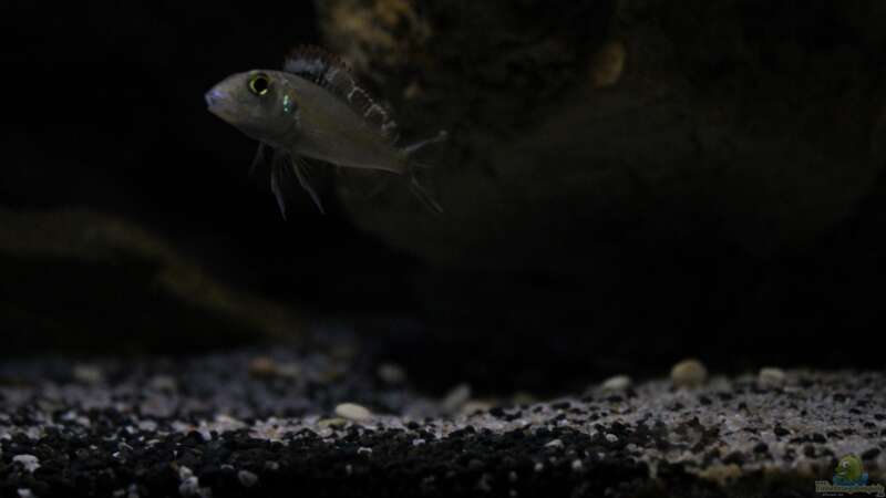 Callochromis pleurospilus Männchen von The Pictus catfish (31)