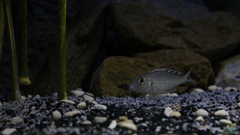 Callochromis pleurospilus Männchen von The Pictus catfish (35)