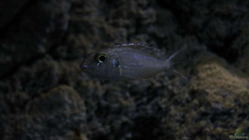 Callochromis pleurospilus von The Pictus catfish (42)