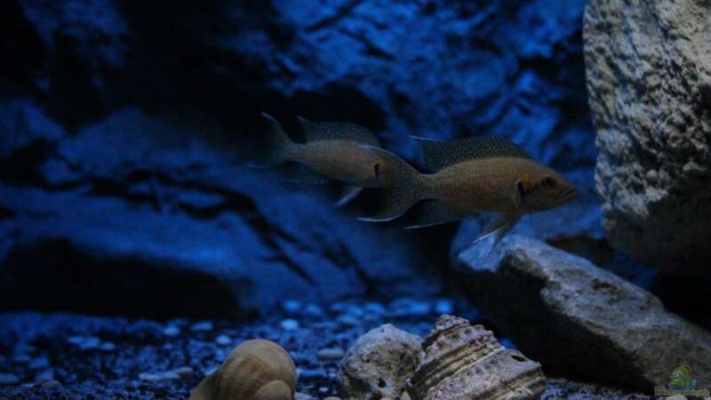 Das PAAR Neolamprologus helianthus, Juni 13, leider ausgezogen von The Pictus catfish (46)