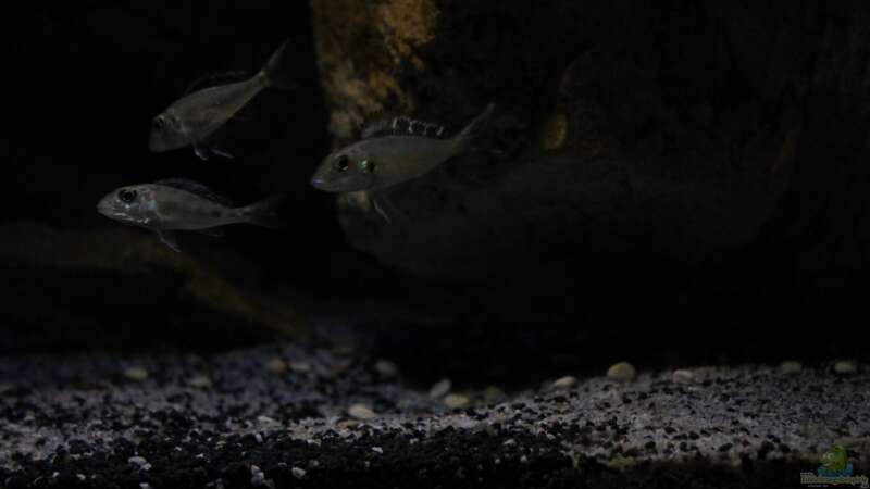 Die noch weiter reduzierte Beleuchtung mindert die Scheu von The Pictus catfish (33)