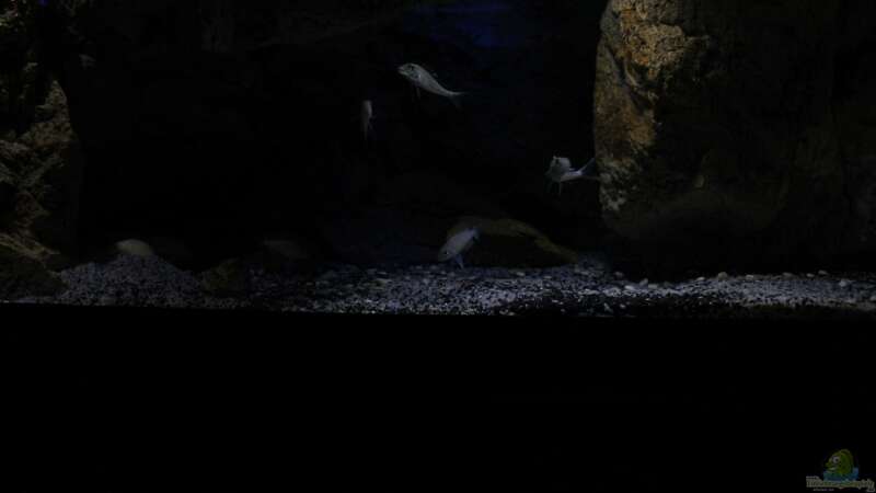 Nachfolgende Bilder vom Oktober 13 mit Steinmodul mittig von The Pictus catfish (12)