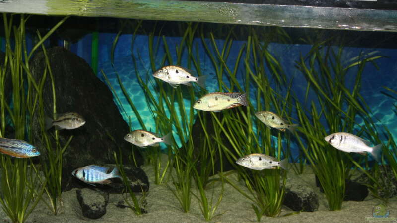 Besatz im Aquarium Otopharynx fast wie zu Hause von MikeM. (10)