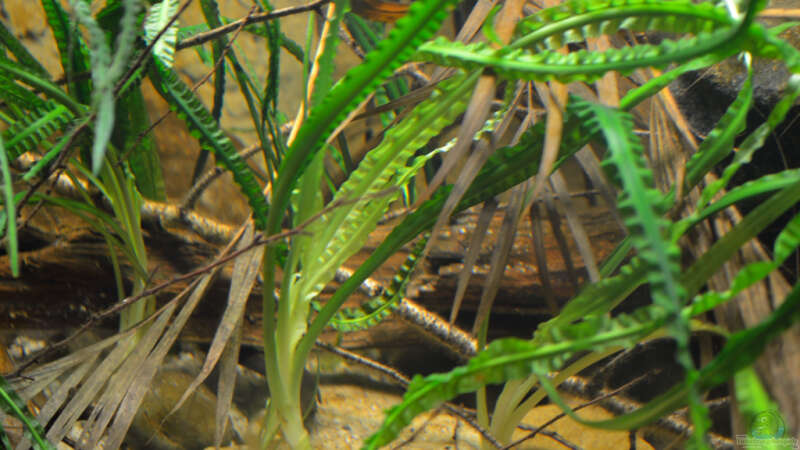 Pflanzen im Aquarium Cameroon beauties / Nur noch Beispiel / von Didi (14)
