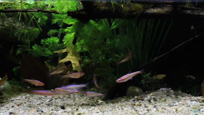 Aquarium Rainbowshiner von die Perle... (6)