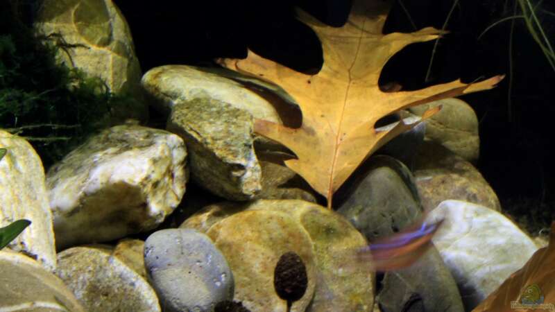 Aquarium Rainbowshiner von die Perle... (8)