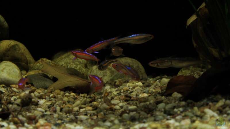 Besatz im Aquarium Rainbowshiner von die Perle... (48)