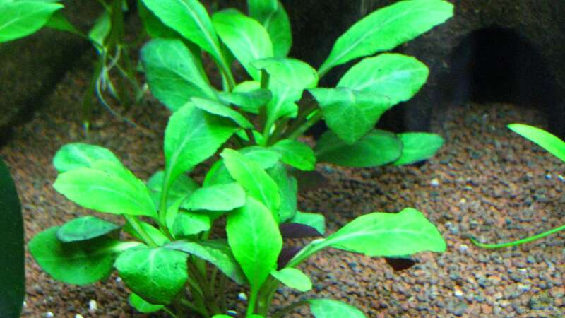 Pflanzen im Aquarium Becken 26357 Juwel Rio 125 stillgelegt von matze81 (13)