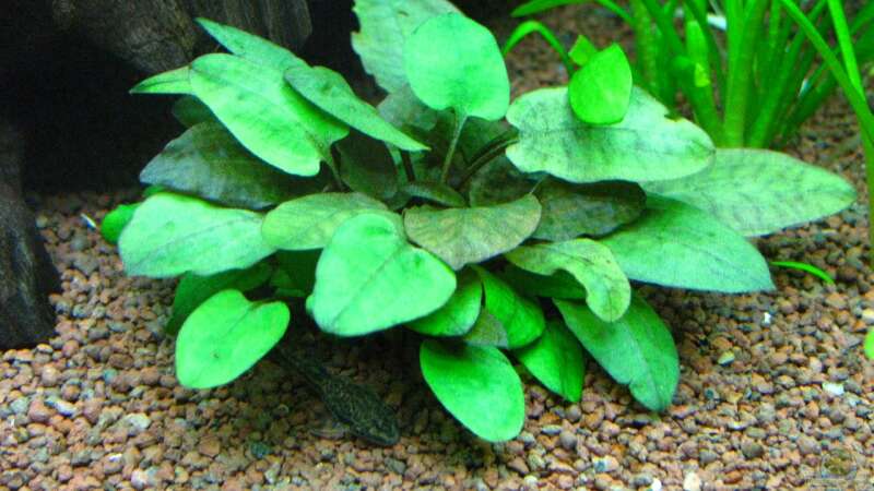 Pflanzen im Aquarium Becken 26357 Juwel Rio 125 stillgelegt von matze81 (15)