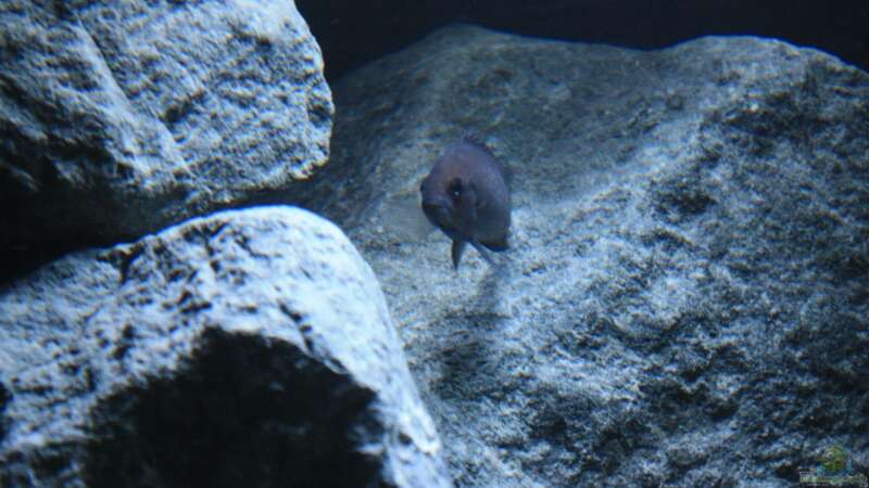 Aquarium Rocks for Variabilichromis von Julien Preuß (15)